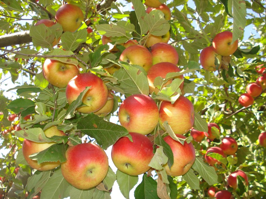 Пипин Шафран сорт яблок