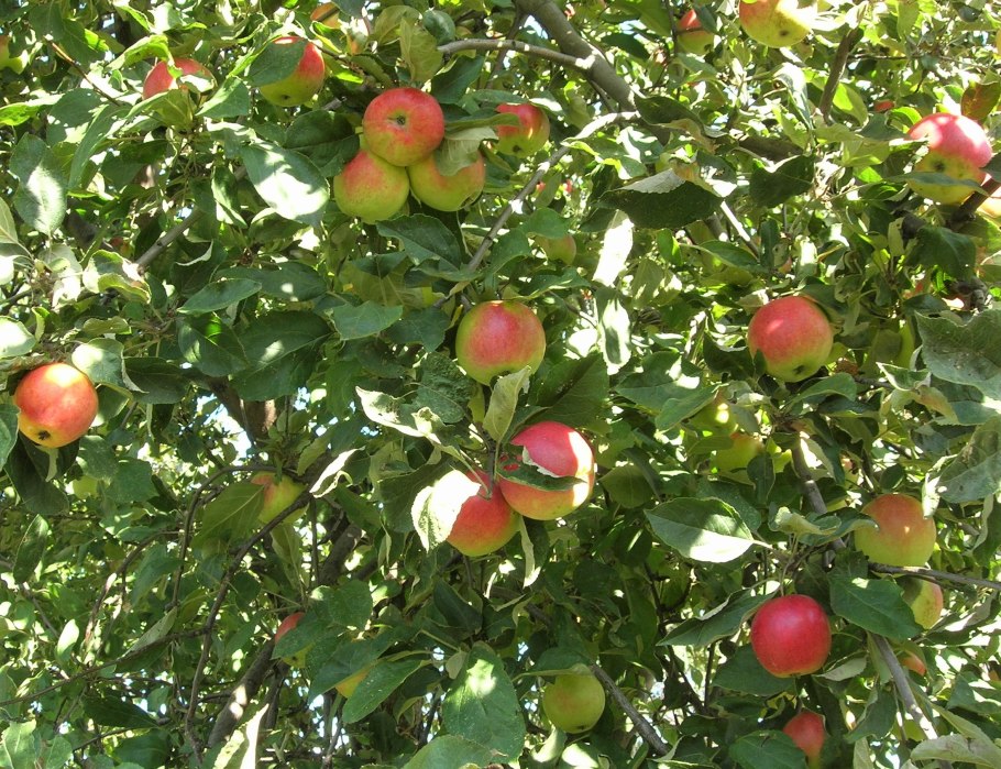 Яблоня Орловское полосатое