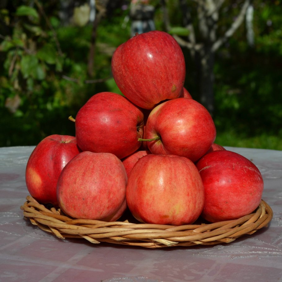 Сорт яблок Пепин Шафран