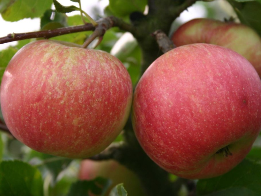 Яблоня Пепин Шафран