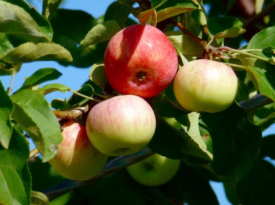 Яблоко Пепин Черненко