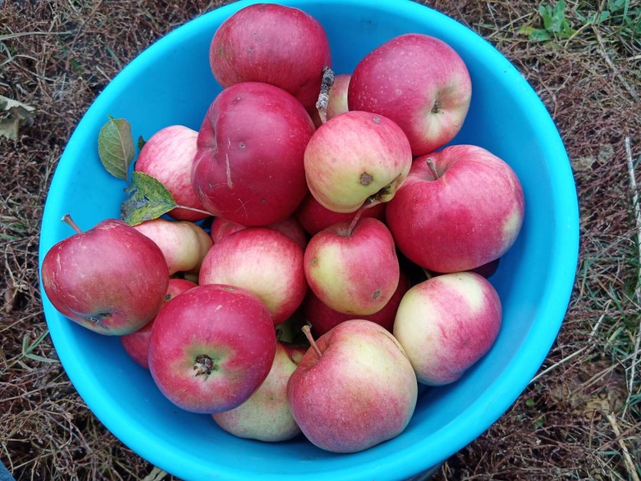 Пепин Шафран