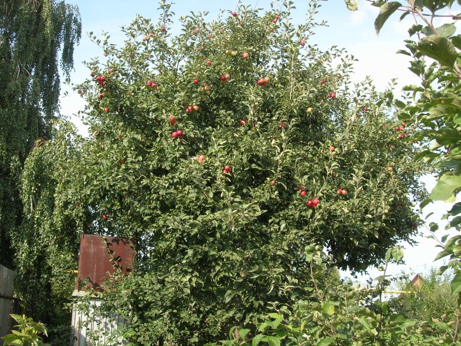 Яблоня пепин