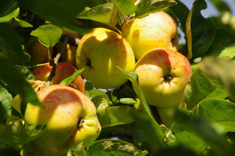 Яблоки Шафран