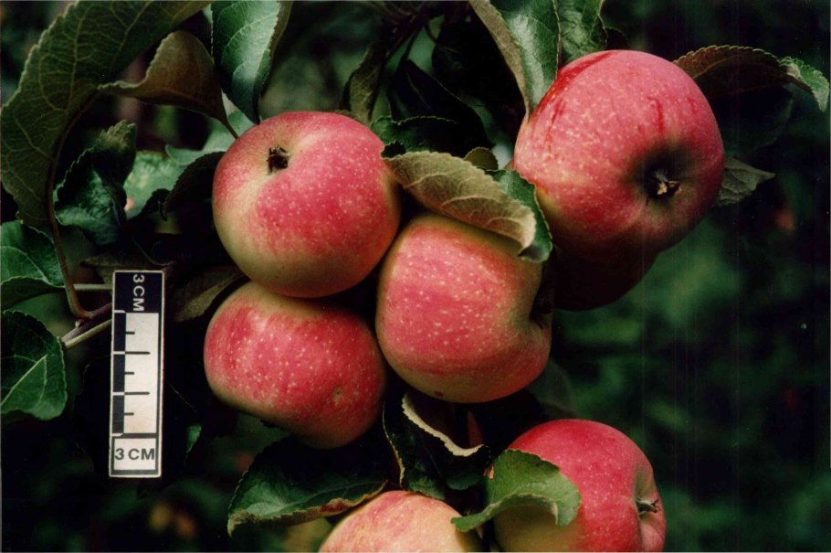 Яблоня Шафран Саратовский