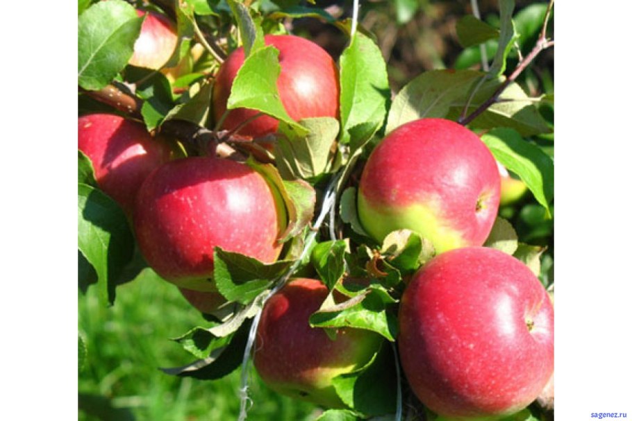 Яблоко Ренет Черненко