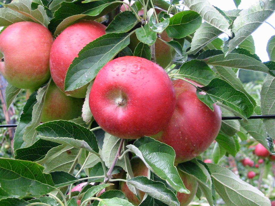 Саженцы яблоня Пепин шафранный