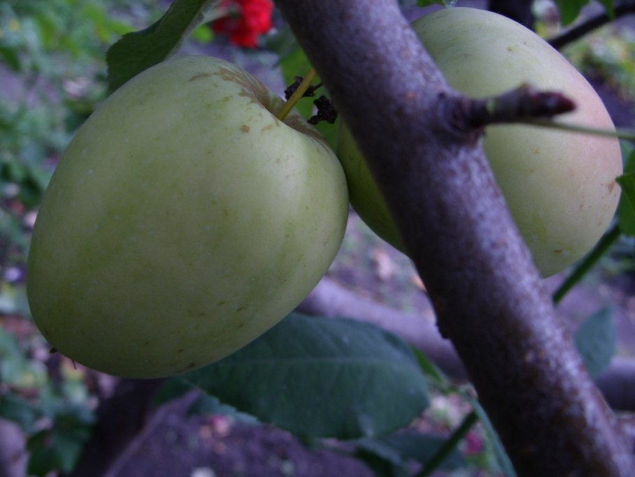 Яблоня Пепин шафранный