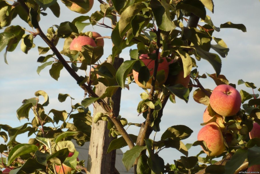 Яблоня зимнее Плесецкого