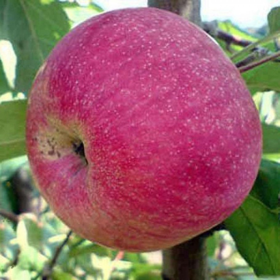 Пепин шафранный дерево