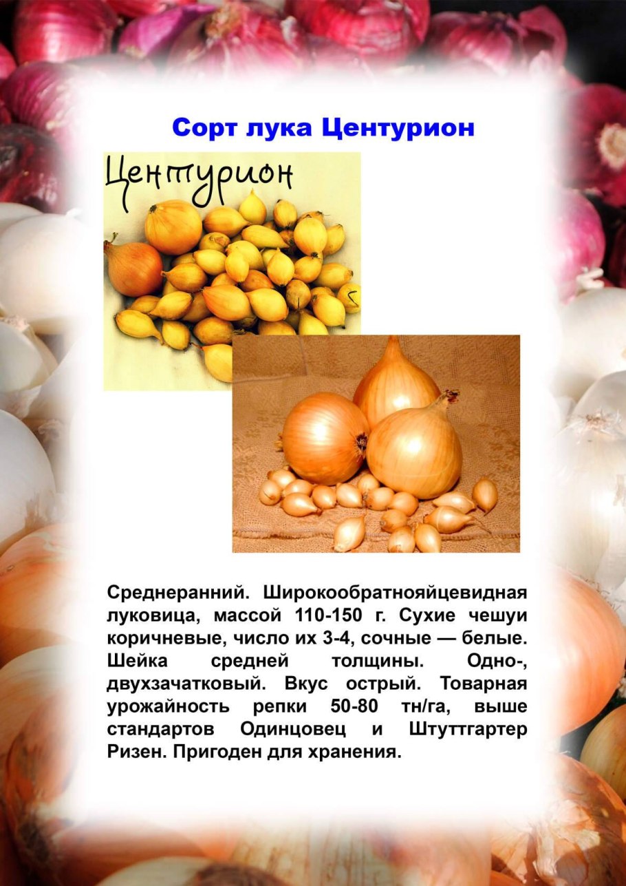 Лук-севок Стурон (8-21) 1 кг