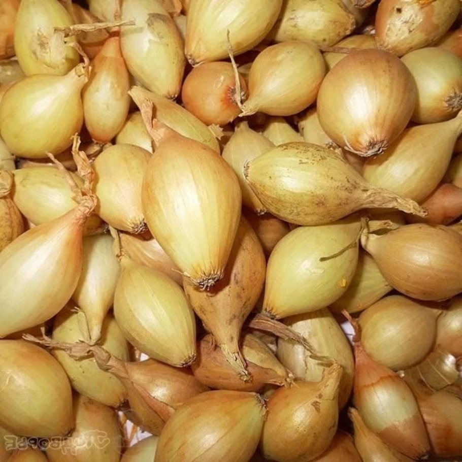 Лук севок Ризен
