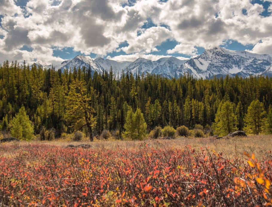 Темнохвойная Тайга Сибири
