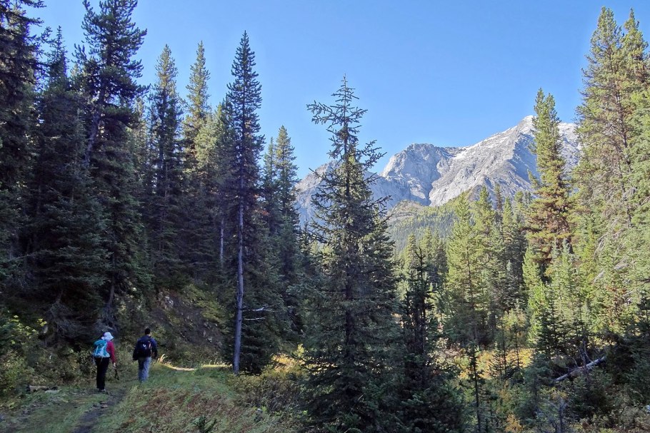 Аляскинская тайга