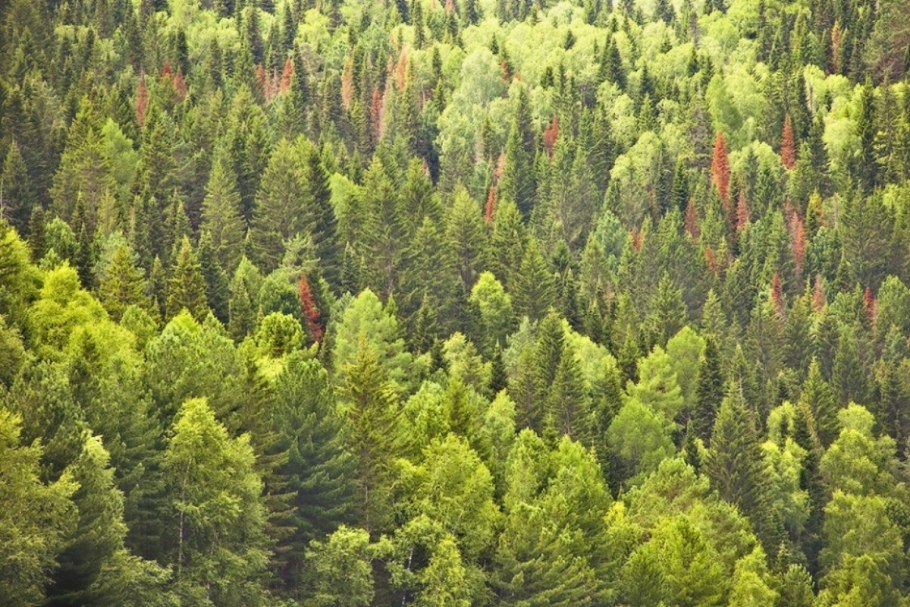 Temperate coniferous Forest