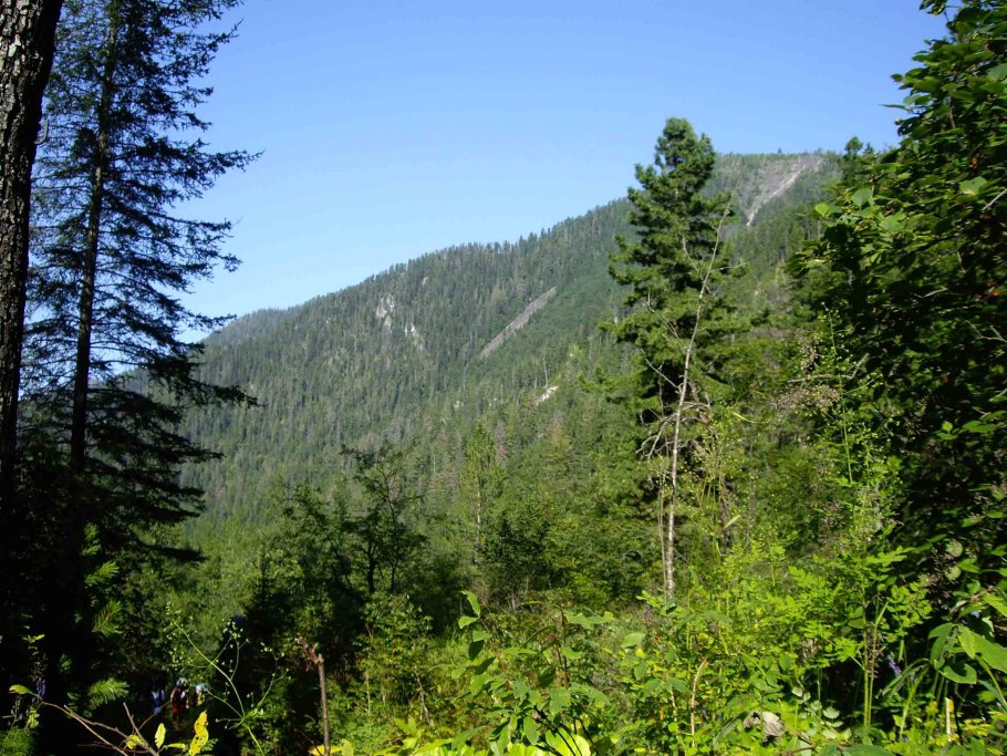 Лес байкал хамар дабан