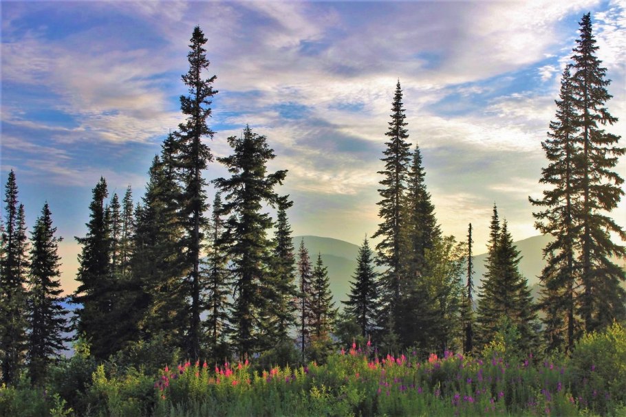 Хвойно широколиственные леса Южного Урала