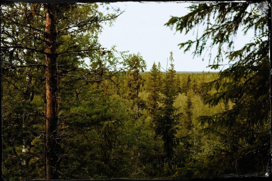 Сибирский лес Сибирская Тайга