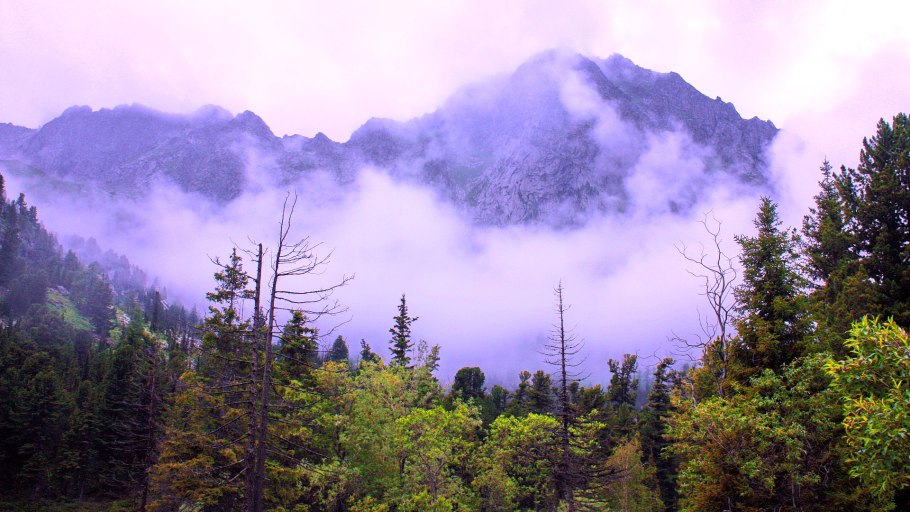 Тайга бореальные леса