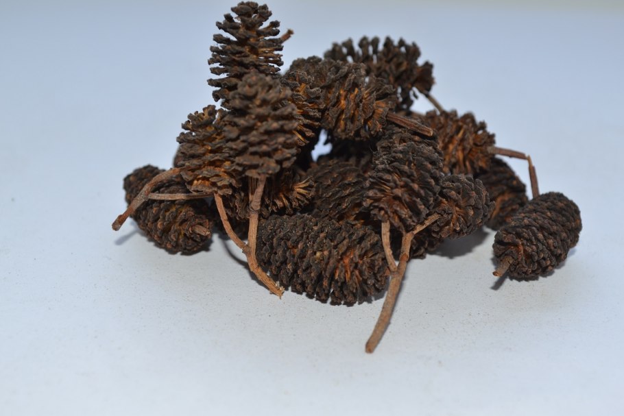 Соплодия ольхи