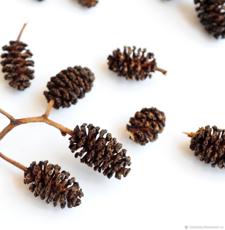 Соплодия ольхи