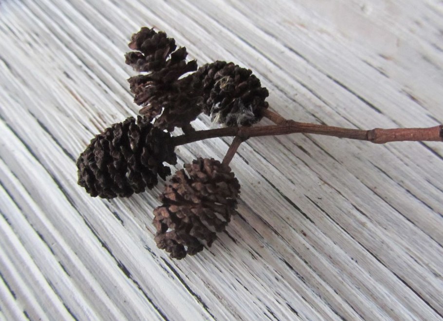 Ольха (шишки), 50гр