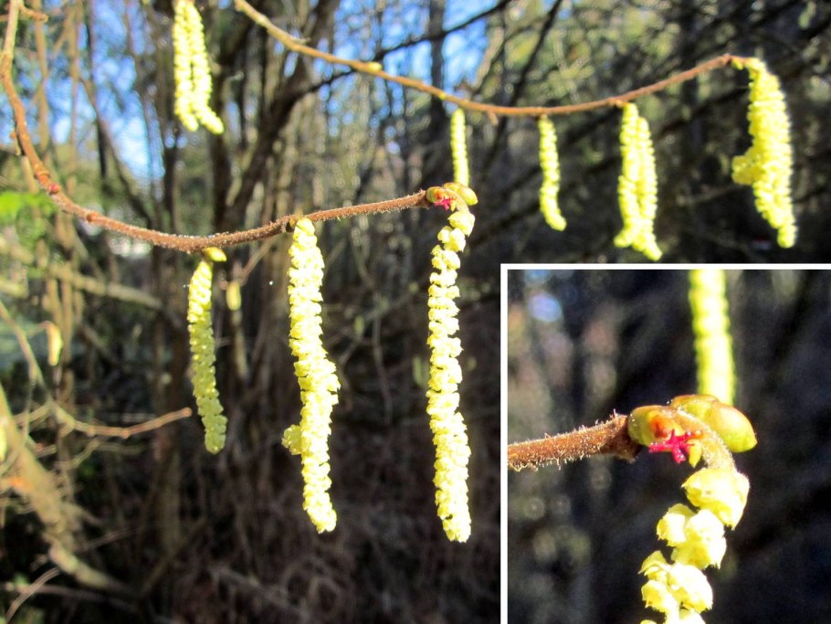 Лещина обыкновенная сережки