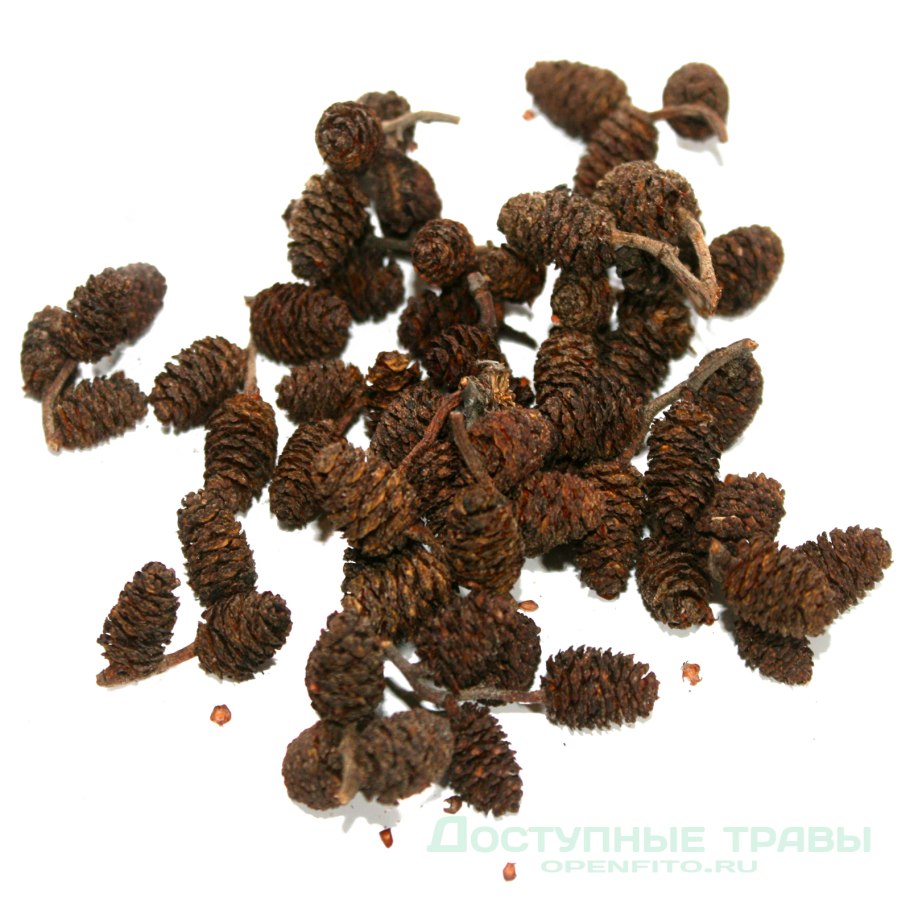 Ольха в медицине