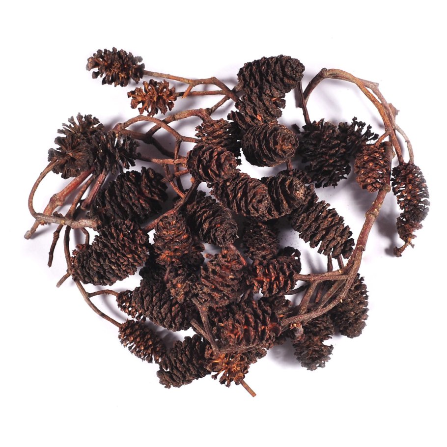 Соплодия ольхи