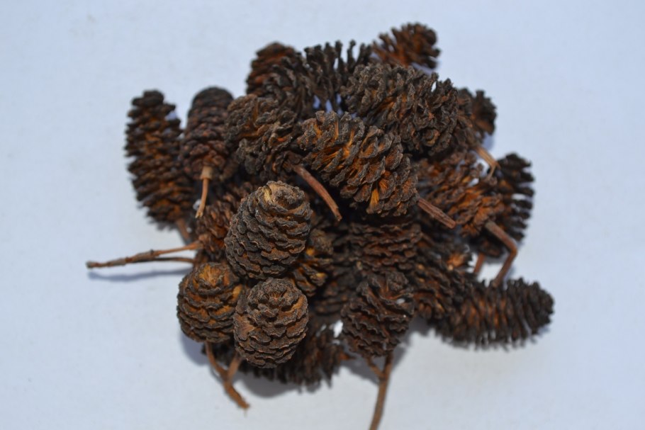 Соплодия ольхи ( шишки)