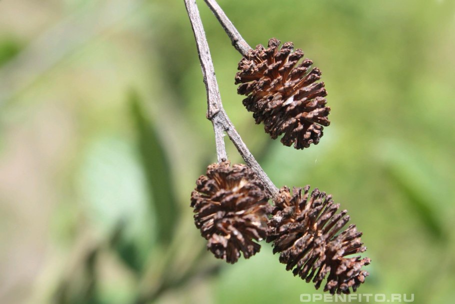 Соплодия ольхи
