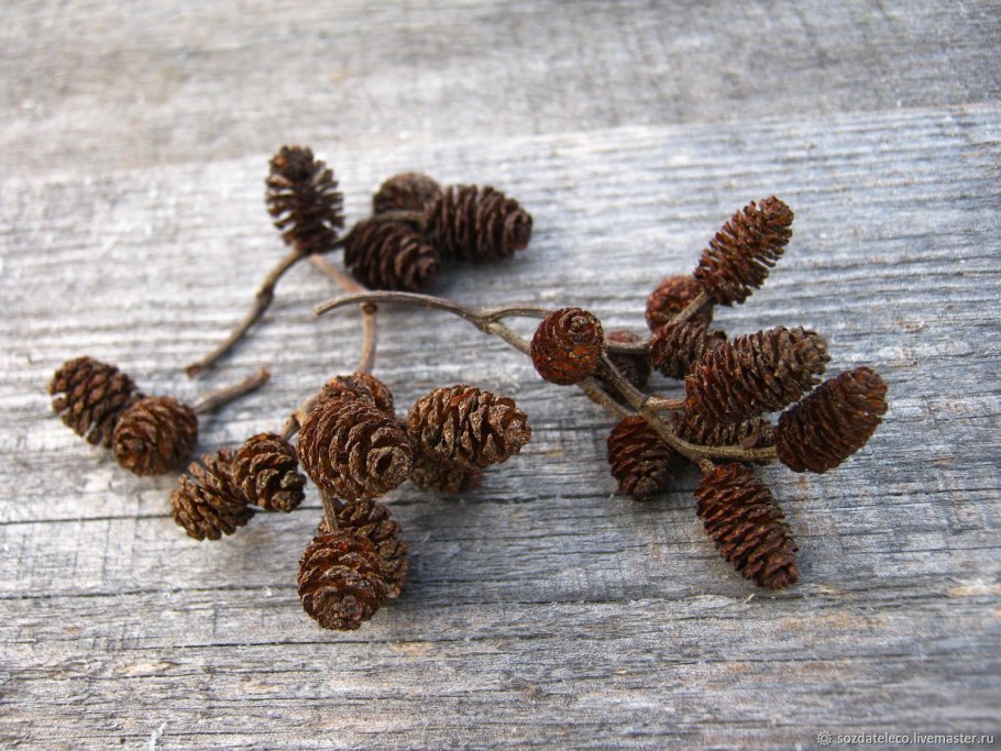 Alnus glutinosa (ольха европейская)