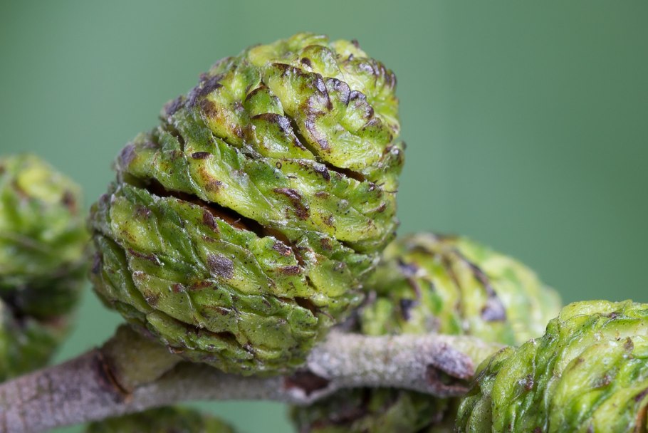 Плоды ольхи