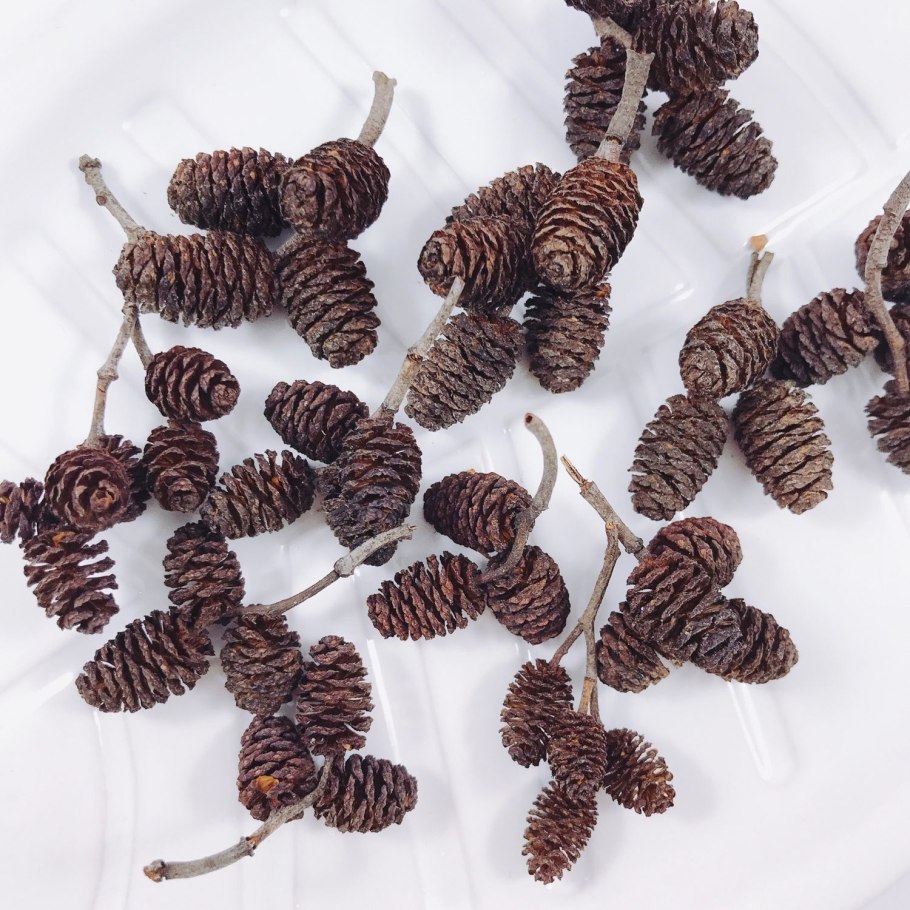 Шишечки ольхи