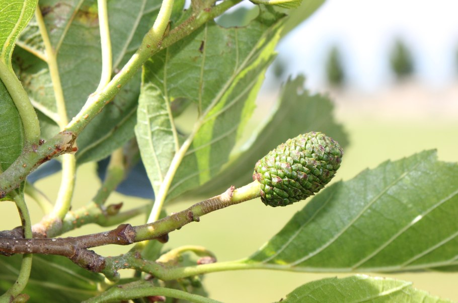 Ольха плоды и семена