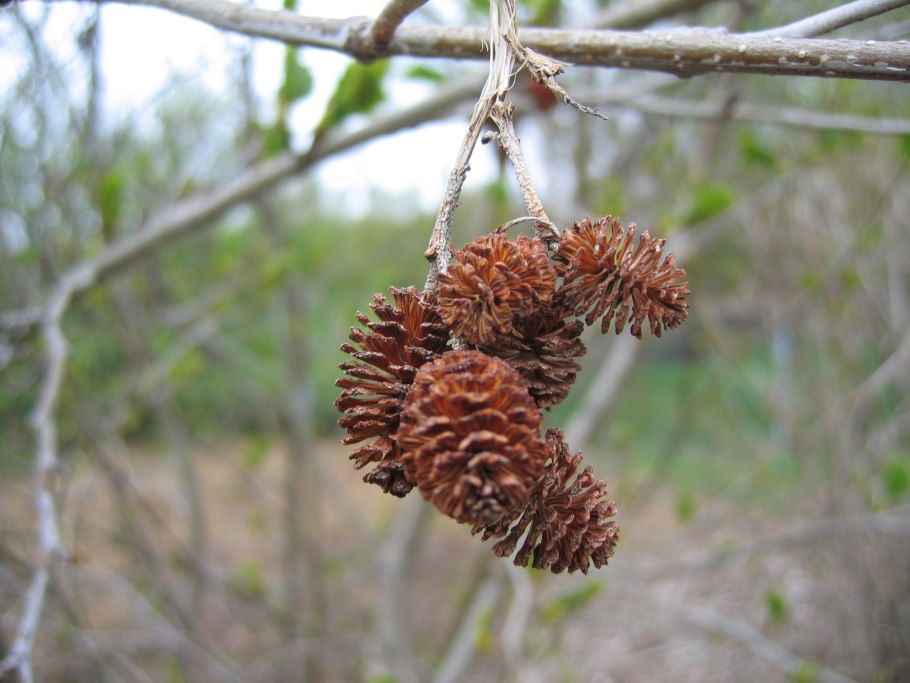 Alnus incana rugosa