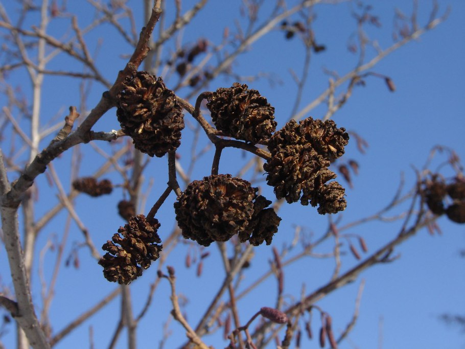 Соплодия ольхи ГФ