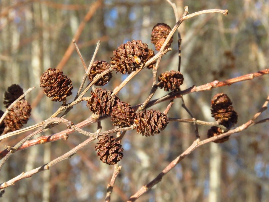 Ольха клейкая — Alnus glutinosa (l.) Gaertn.