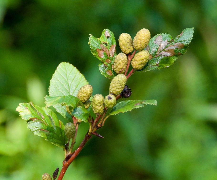 Ольха серая alnus incana