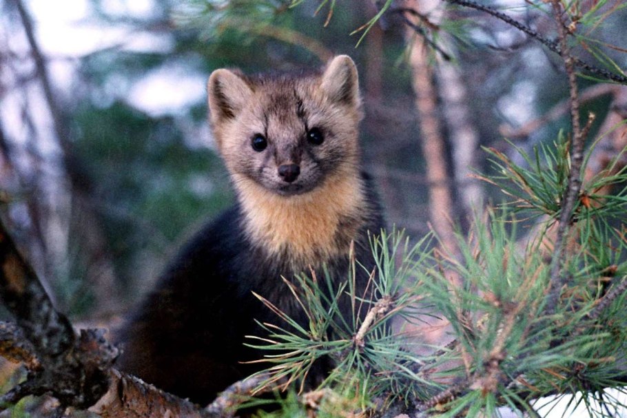 Елово Пихтовая Тайга