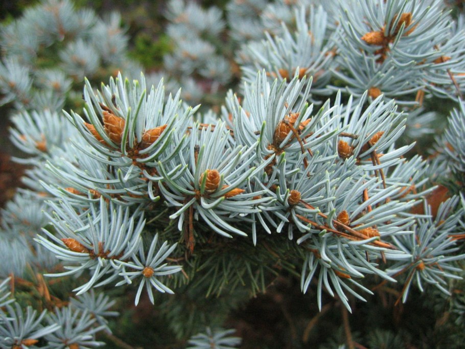 Папоротник Лесной в Сибири