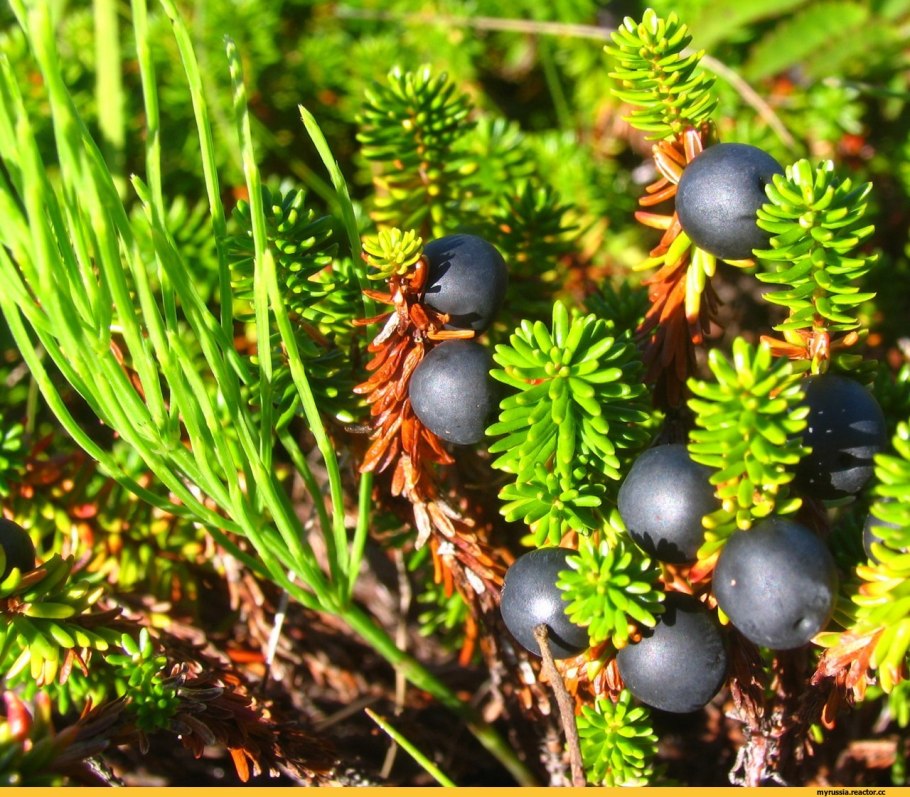 Хвойно-широколиственный лес