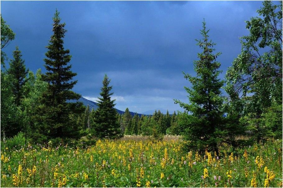 Растительность таежного Кузнецкого Алатау