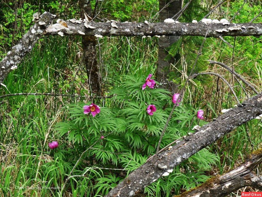 Растительность тайги