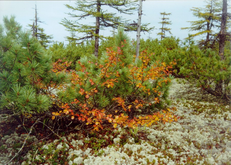 Байкальская лиственница