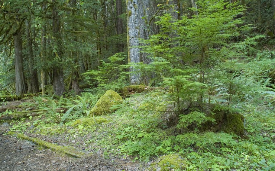 Хакасия Тайга Сибирь
