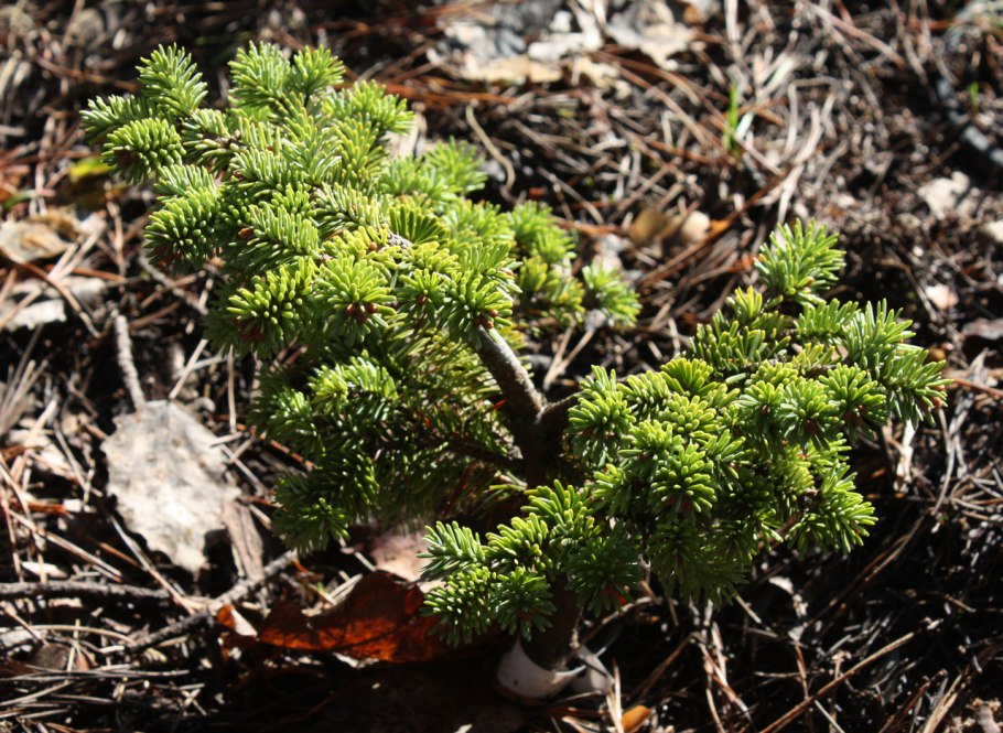 Пихта бальзамическая Bear Swamp