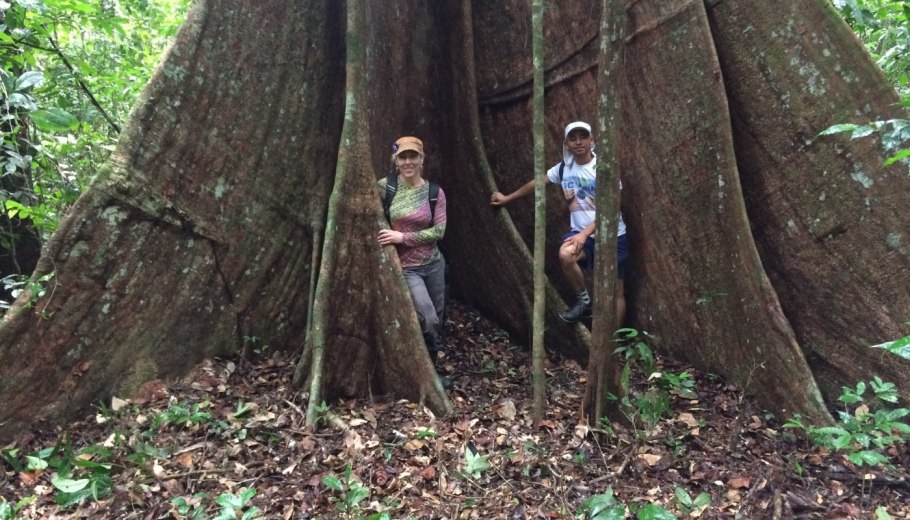 Дерево Самаума Бразилия