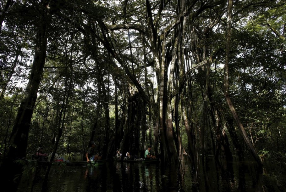Сады дьявола Амазонские леса