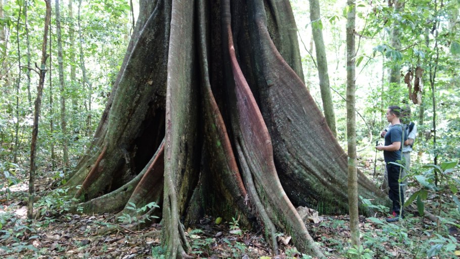 Дерево Самаума Бразилия